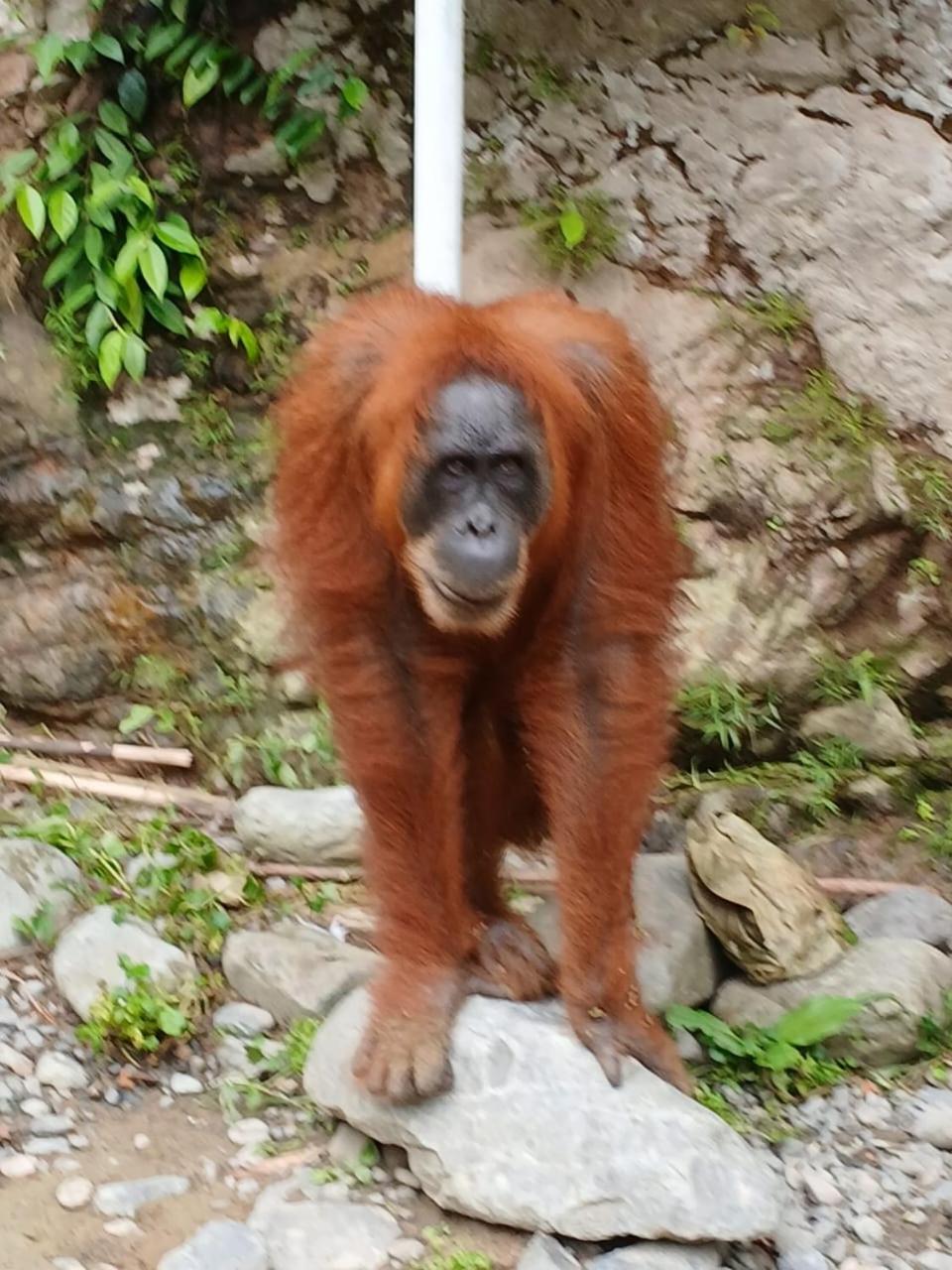 Landak River Guest House Only Trekking With Us Bukit Lawang Exterior foto