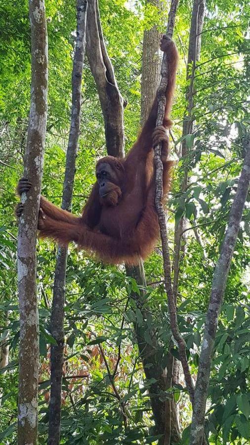 Landak River Guest House Only Trekking With Us Bukit Lawang Exterior foto