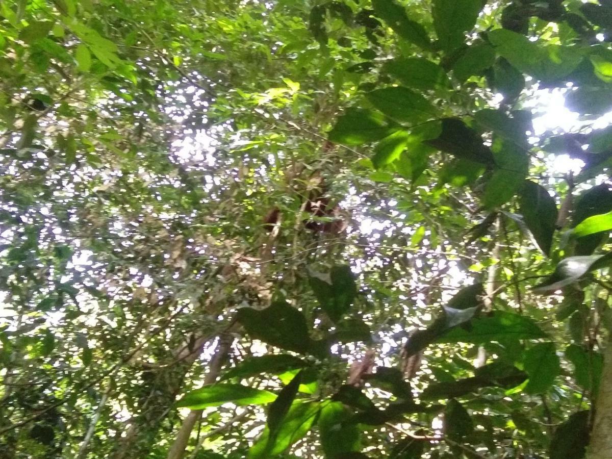 Landak River Guest House Only Trekking With Us Bukit Lawang Exterior foto