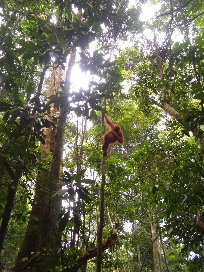 Landak River Guest House Only Trekking With Us Bukit Lawang Exterior foto