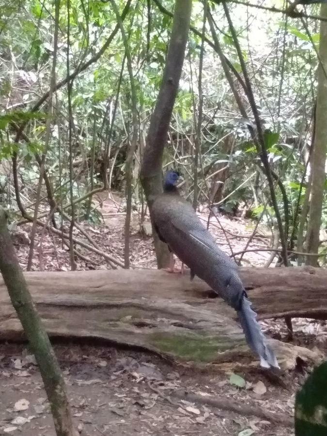 Landak River Guest House Only Trekking With Us Bukit Lawang Exterior foto